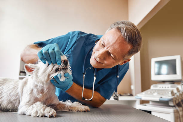 Best Mobile Emergency Dentist in Sumner, WA